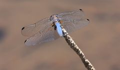 Libelle im Paarl Moutain Nature Reserve Südafrika 3