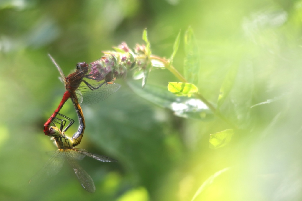 Libelle im Paarungsrad