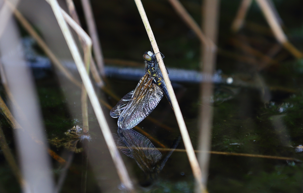 Libelle im Pietzmoor