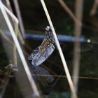 Libelle im Pietzmoor