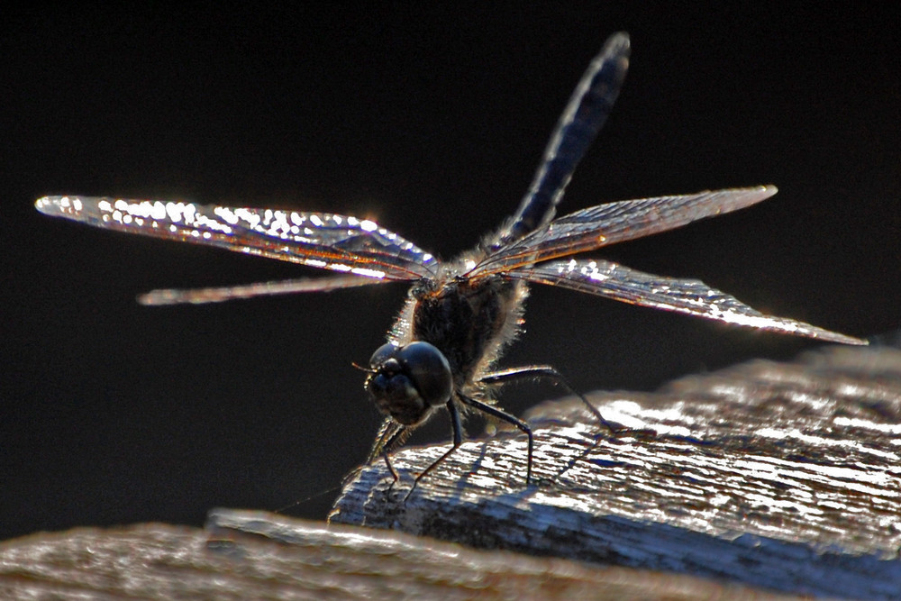 Libelle im Pietzmoor / Lüneburger Heide