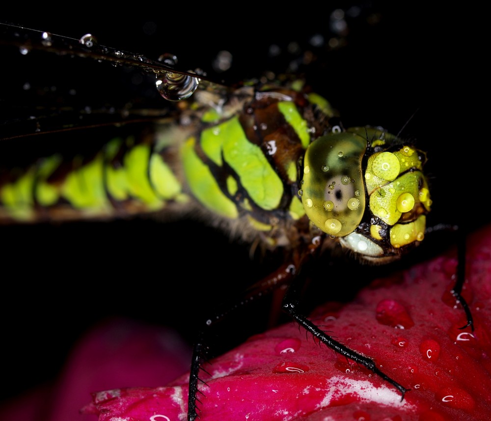 Libelle im Regen