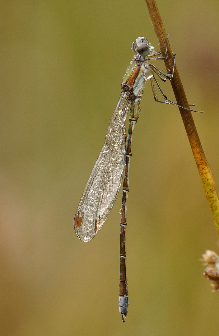 Libelle im Regen