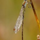 Libelle im Regen