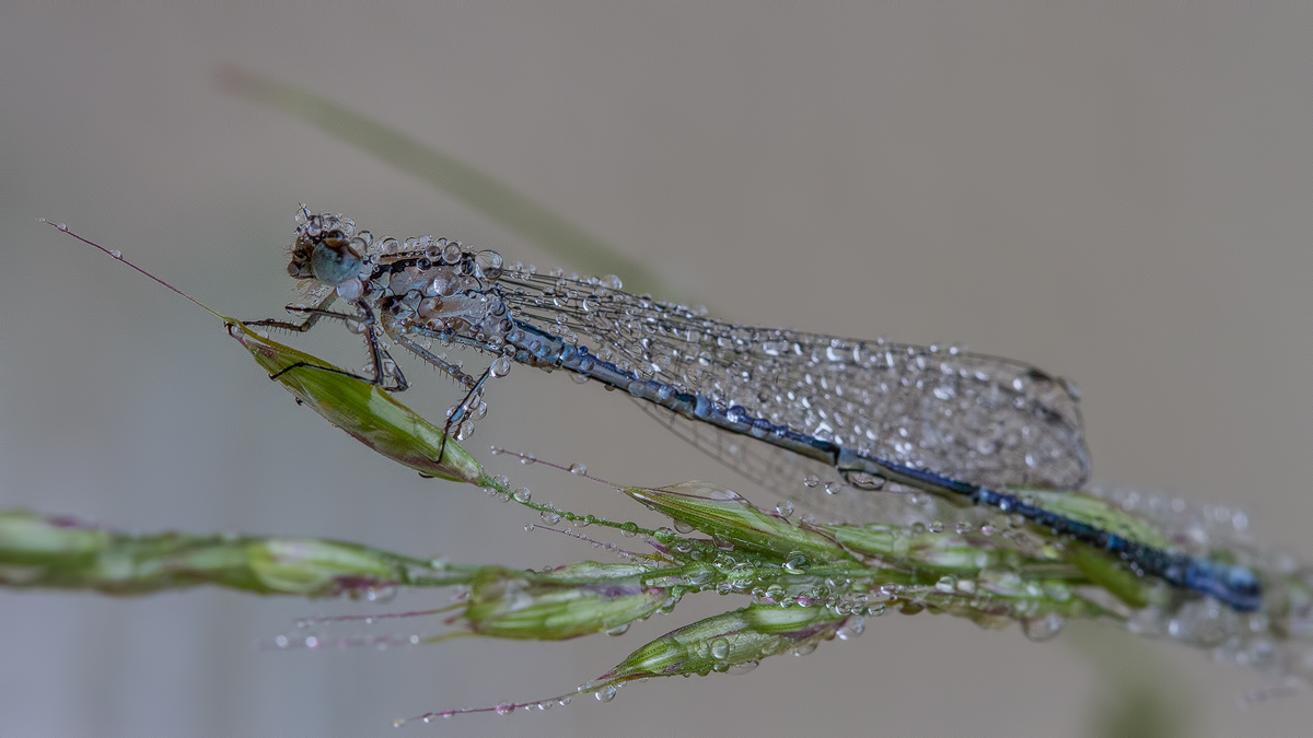 Libelle im Regen