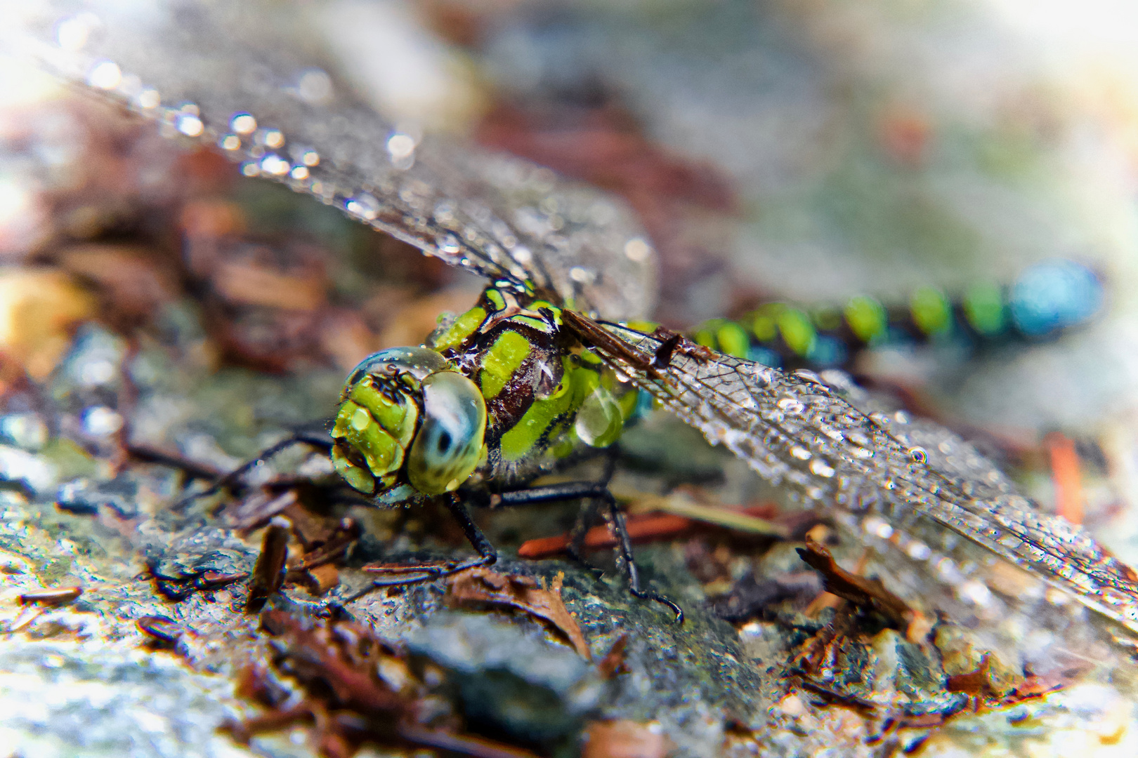 Libelle im Regen