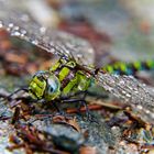 Libelle im Regen