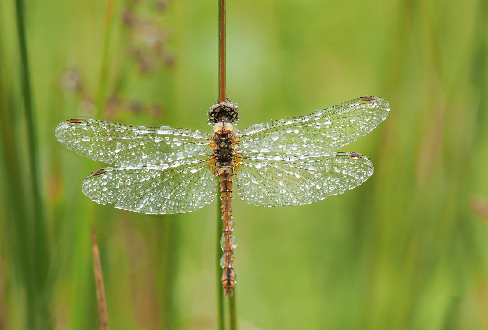 Libelle im Regen