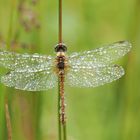 Libelle im Regen