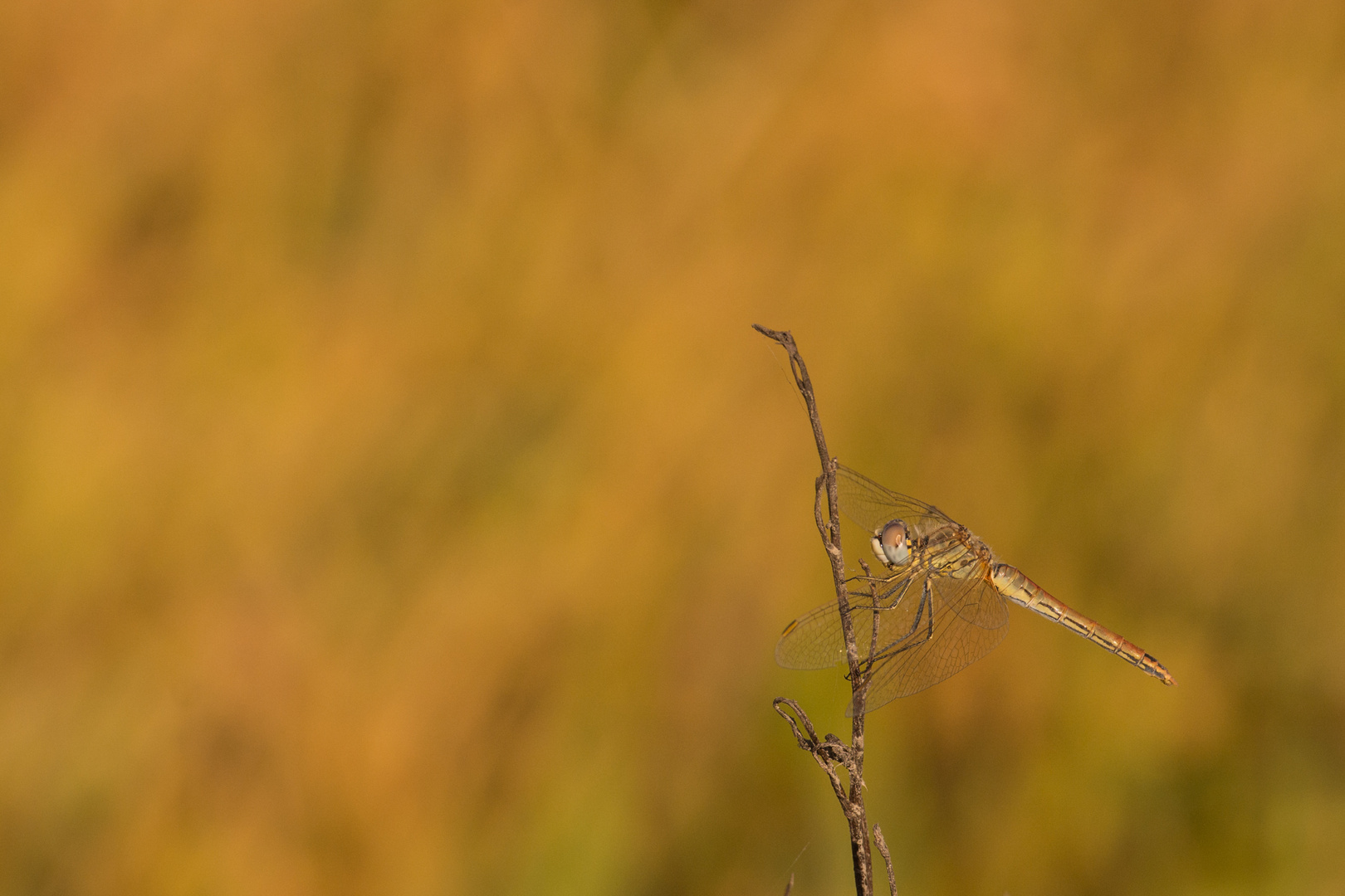 Libelle im Reis