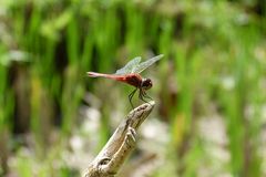 ...Libelle im Reisfeld...