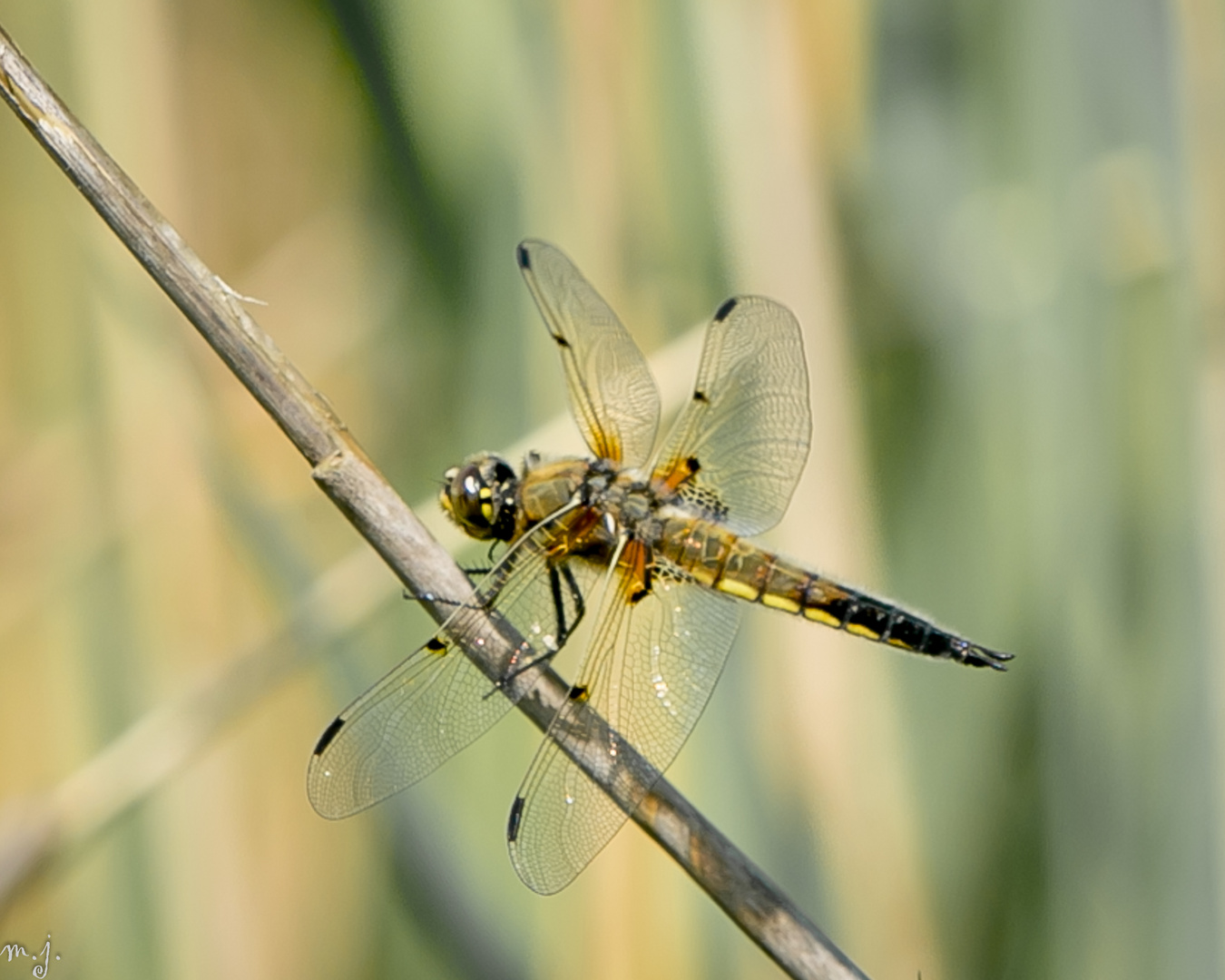 Libelle im Ried