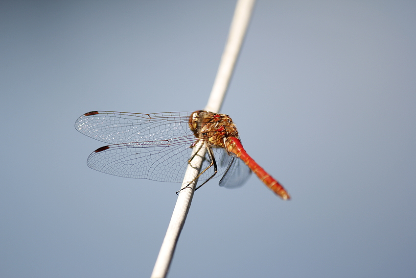 Libelle im Roten Kleid