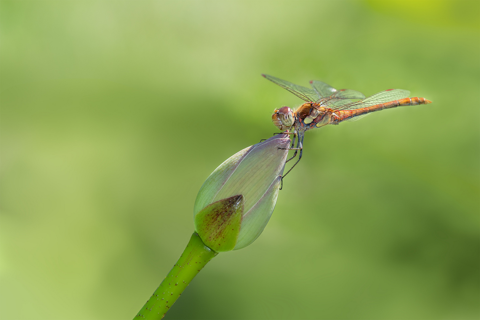 Libelle im Ruhemodus