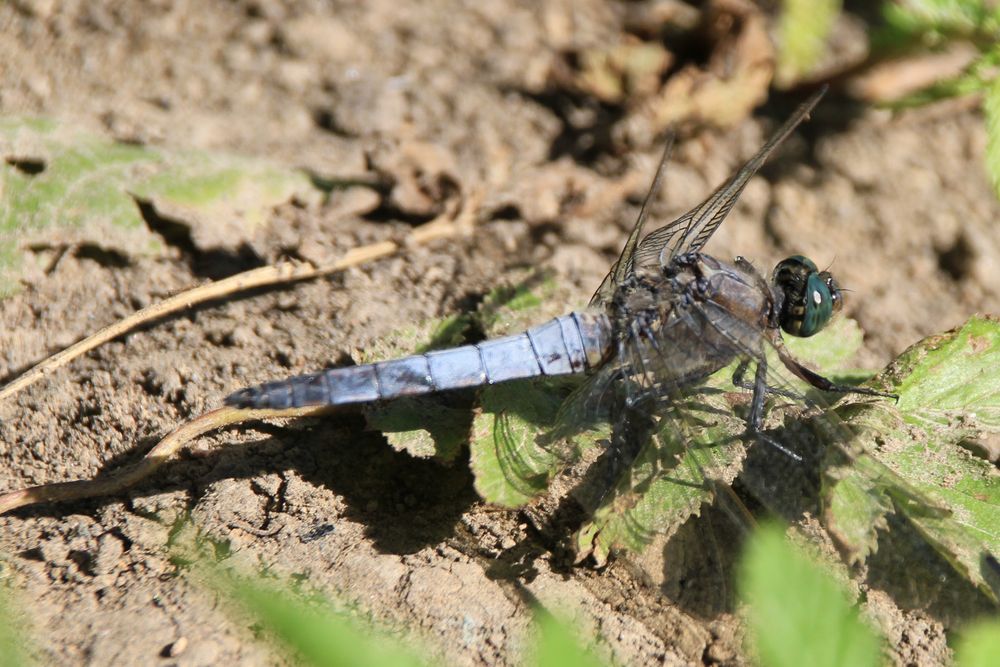 Libelle im Sand