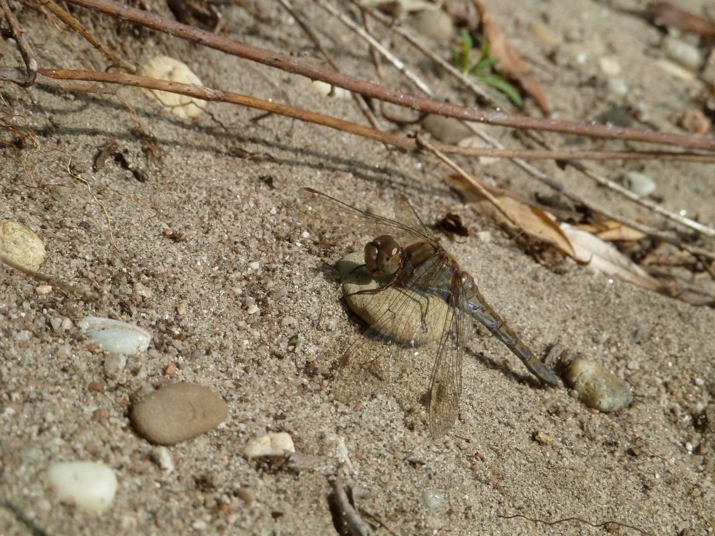Libelle im Sand