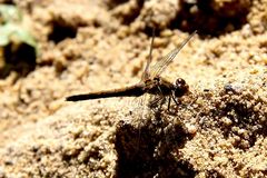 Libelle im Sandkasten