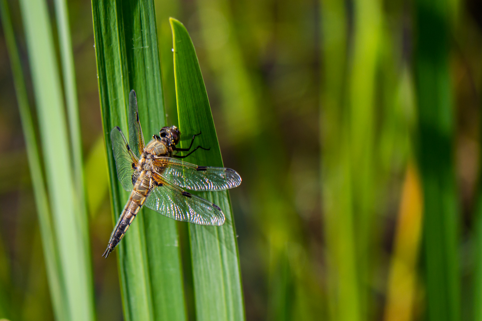 Libelle im Schilf (2)