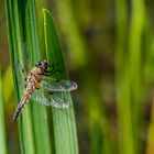 Libelle im Schilf (2)