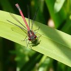 Libelle im Schilf