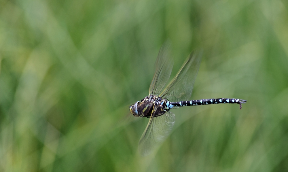 Libelle im Schilf