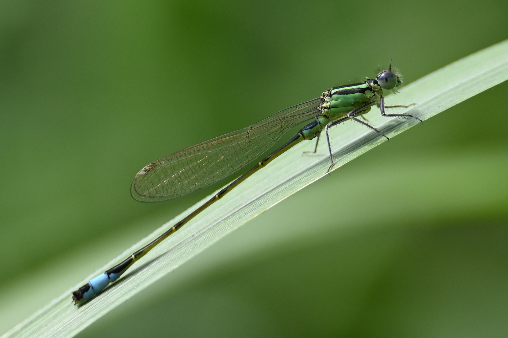 Libelle im Schilf 