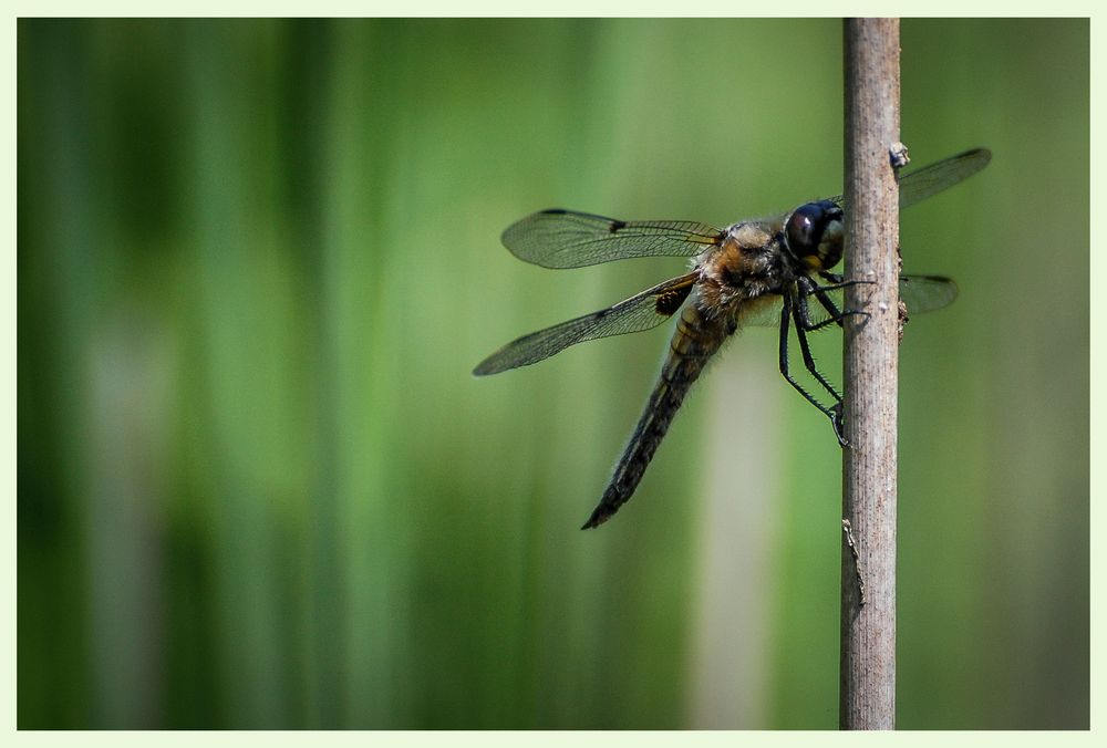 Libelle im Schilf