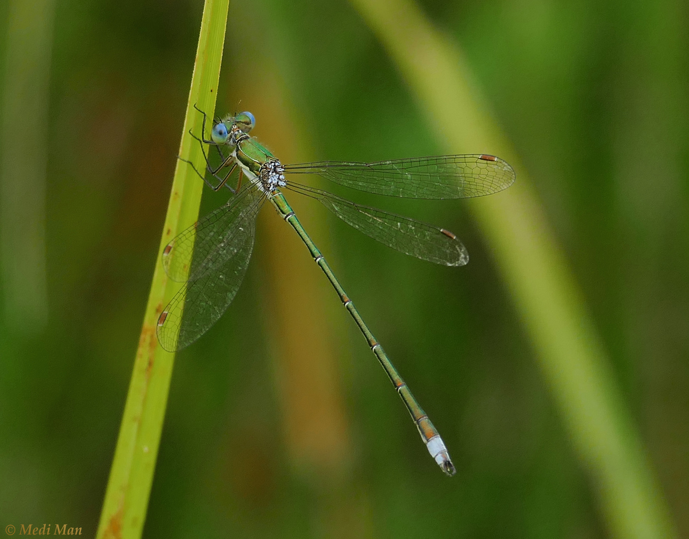 Libelle im Schilf!