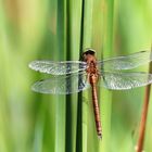 Libelle im Schilf