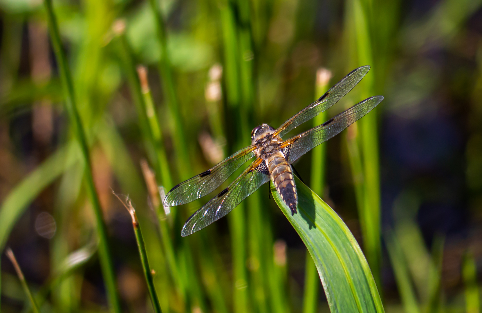 Libelle im Schilf