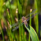 Libelle im Schilf