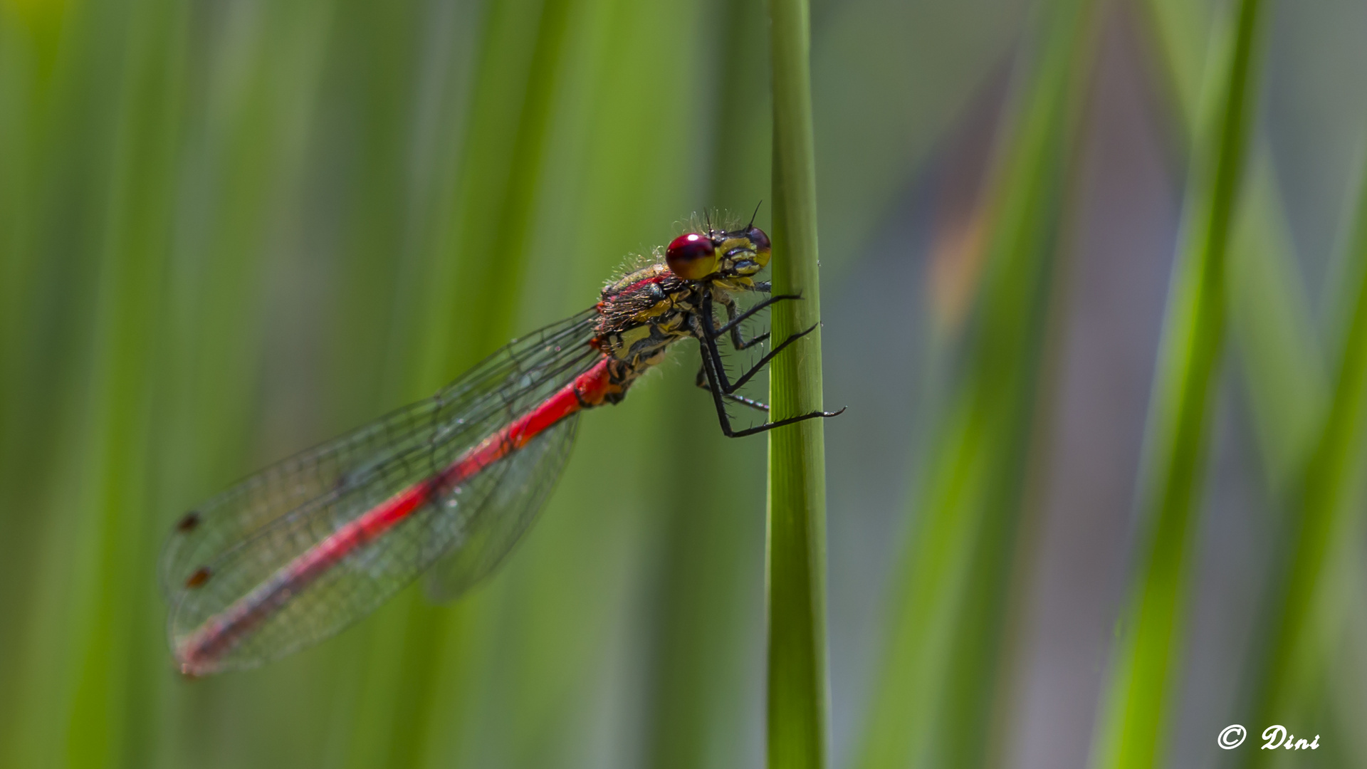 Libelle im Schilf