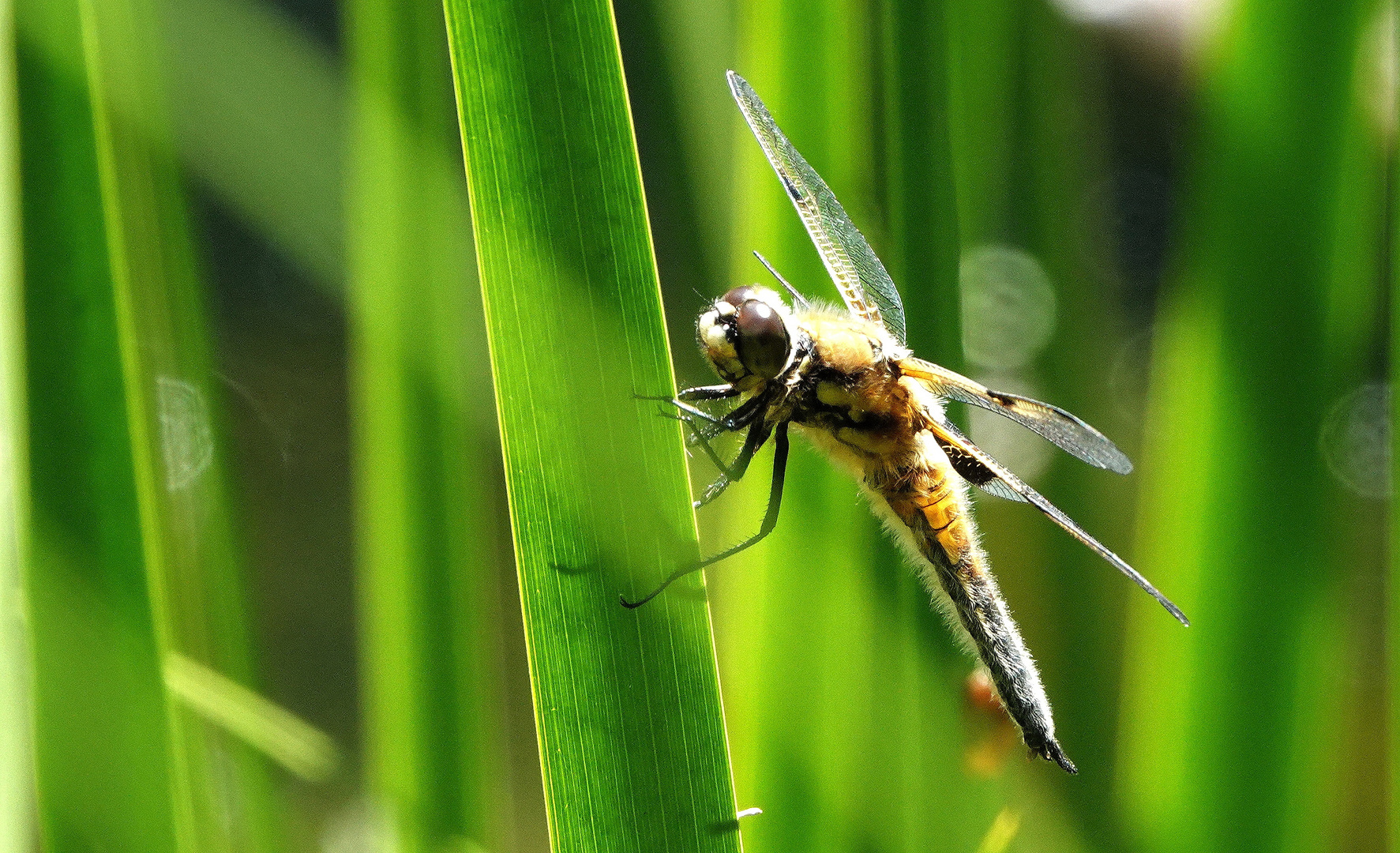 Libelle im Schilf