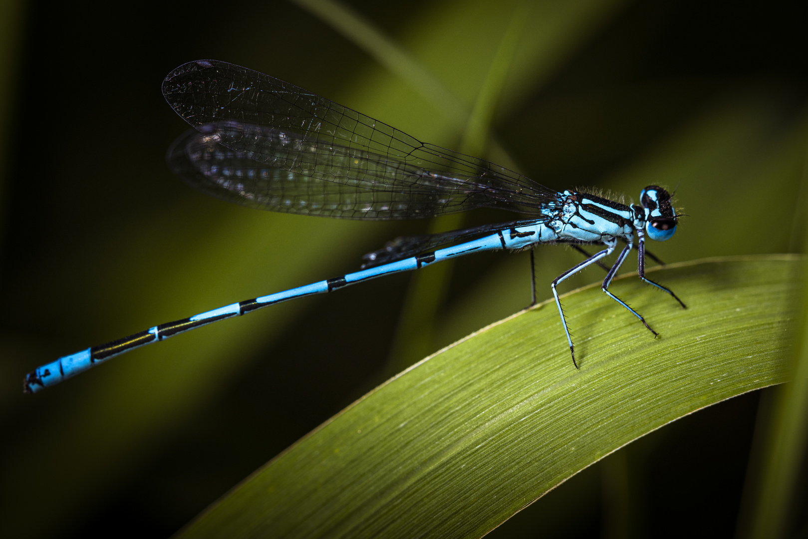 Libelle im Schilf