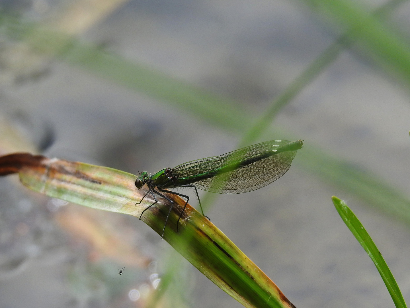 Libelle im Schilf 