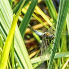 Libelle im Schilf-Irrgarten