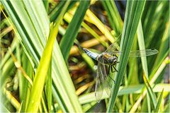 Libelle im Schilf-Irrgarten