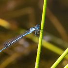 Libelle im Schilff