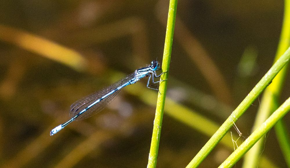 Libelle im Schilff