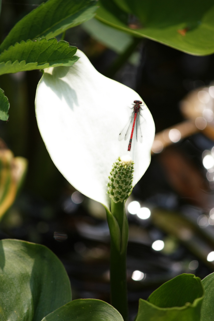 Libelle im Schlangenwurz