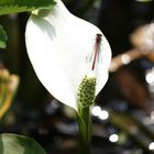 Libelle im Schlangenwurz