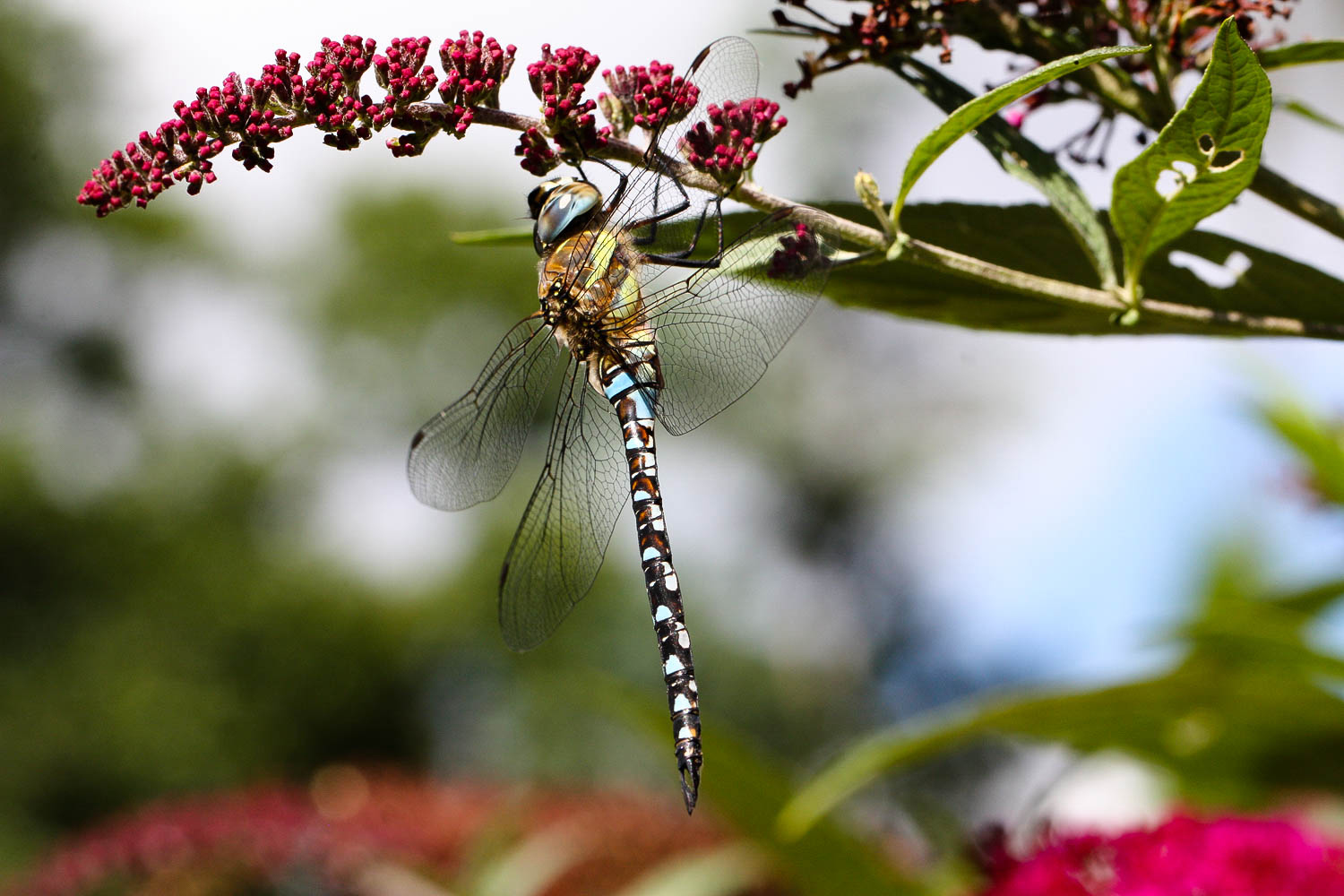 Libelle im Schmetterlingsbaum 