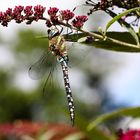 Libelle im Schmetterlingsbaum 