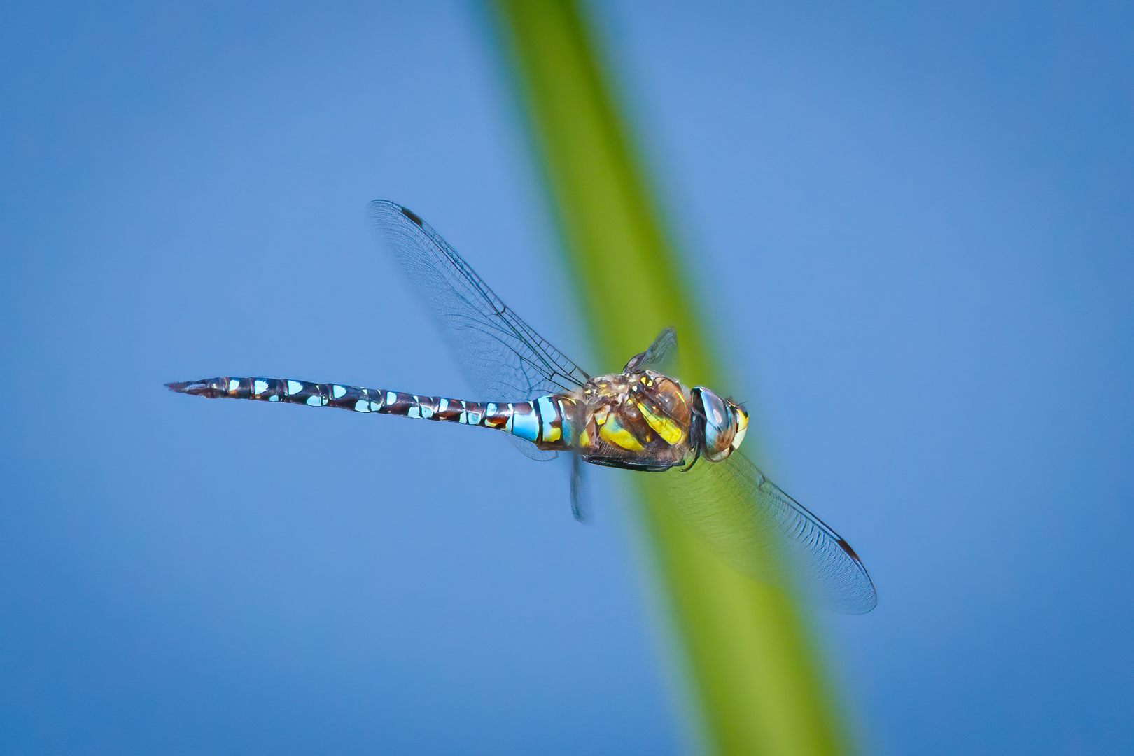 Libelle im Schwebflug