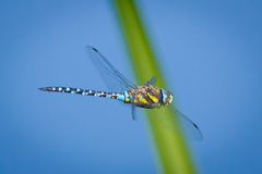 Libelle im Schwebflug