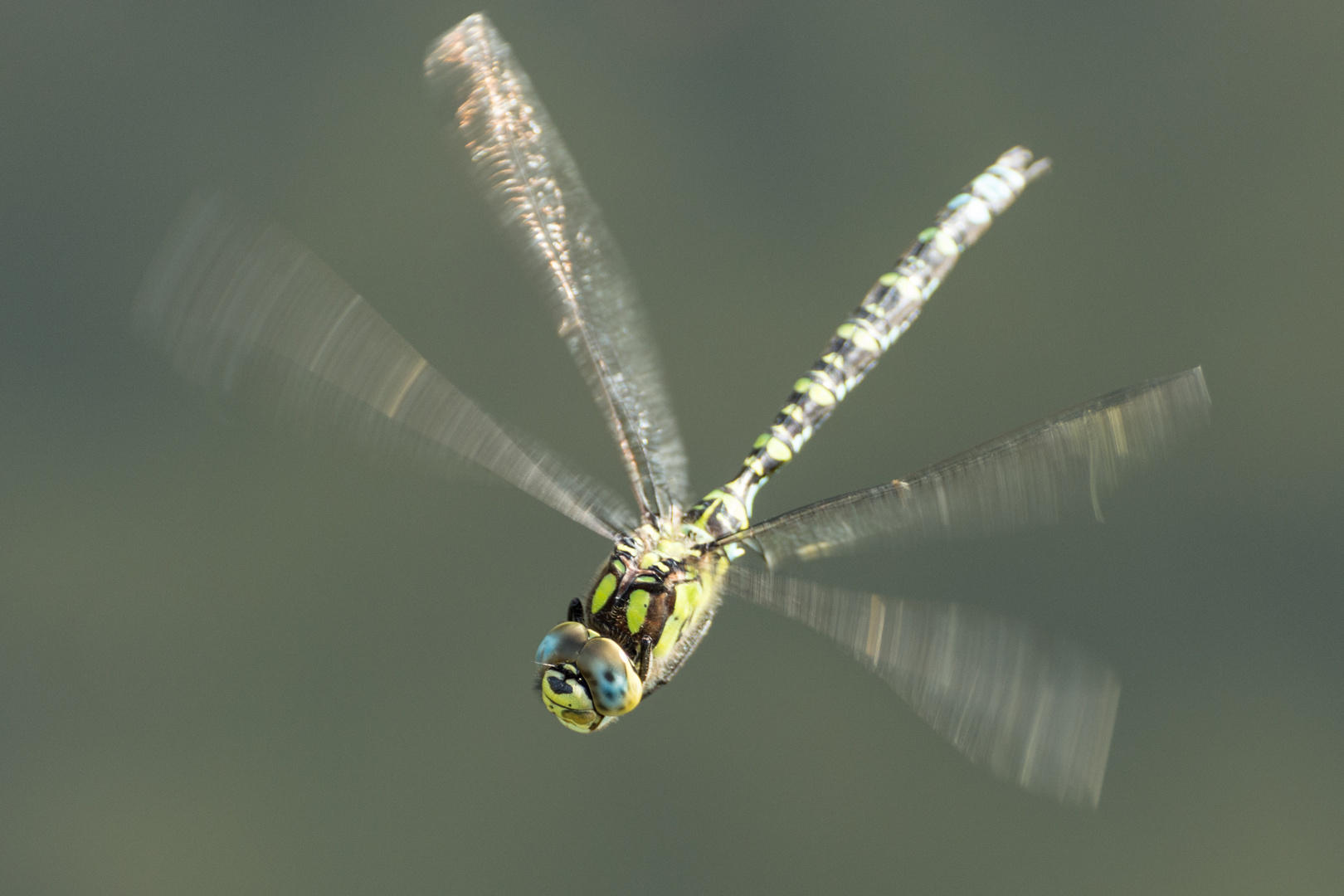 Libelle im Schwebflug über einem Teich