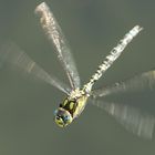Libelle im Schwebflug über einem Teich