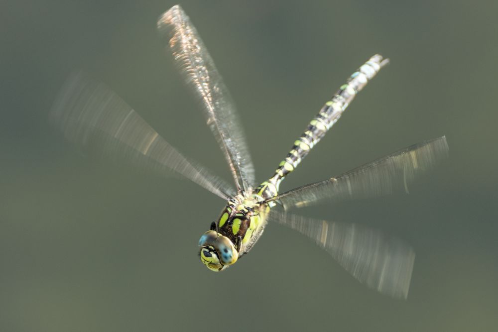 Libelle im Schwebflug über einem Teich Foto & Bild tiere, wildlife