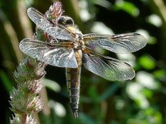 Libelle im seitlichen Gegenlicht