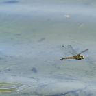 Libelle im Sinkflug!